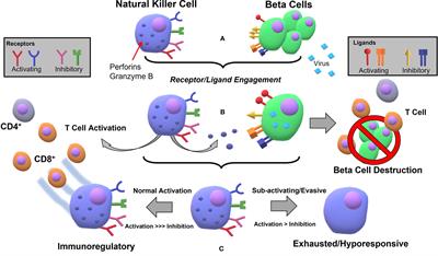 Natural Killer Cells as Key Mediators in Type I Diabetes Immunopathology